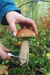 Image showing hand with knife cutting off cep in the forest