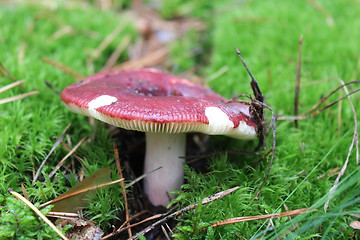 Image showing Beautiful mushroom of russula