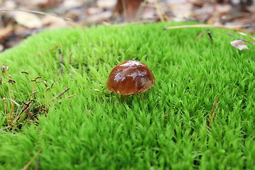 Image showing mushroom with brown cap in the moss