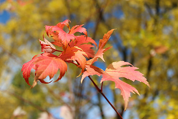 Image showing red leaves hanging on the tree