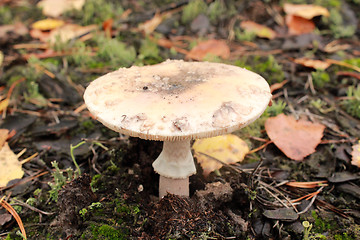 Image showing inedible mushroom of toadstool