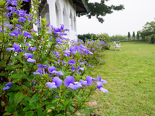 Image showing bazilian Snapdragon, blue Hawaii, Otacanthus caeruleus Lindl., S