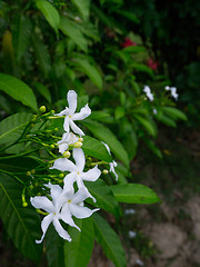 Image showing jasminum sambac,  sampaguita jasmine