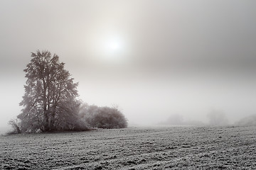 Image showing sunny frozen misty landscape