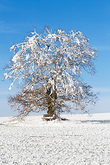 Image showing Nice winter landscape with tree and blue sky