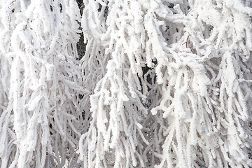 Image showing frosty winter snow branches