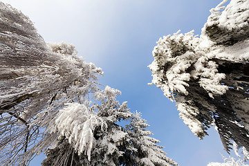 Image showing sunny frozen trees over blue sky