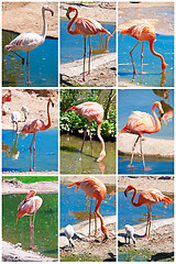 Image showing Flamingo