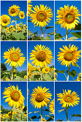 Image showing Sunflowers