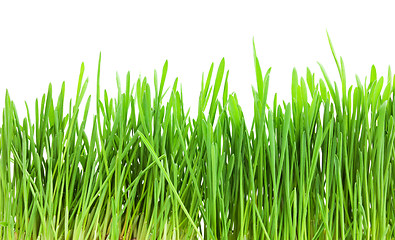 Image showing Green grass