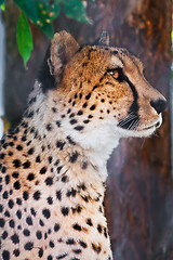 Image showing Cheetah