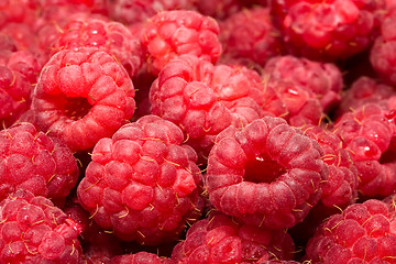 Image showing Raspberries