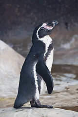 Image showing Penguin