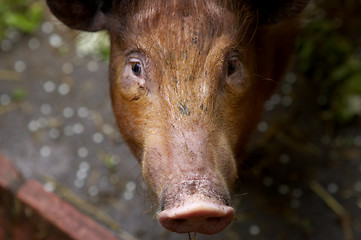 Image showing Piglet