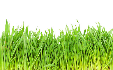 Image showing Green grass