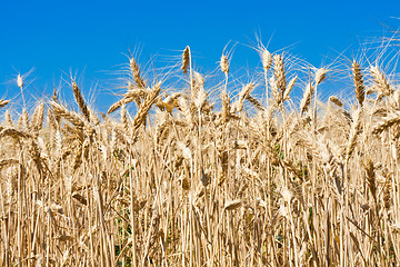 Image showing Wheat field