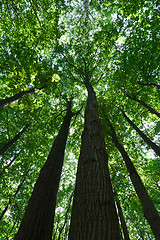 Image showing Green forest