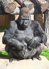 Image showing Gorilla