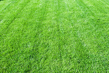 Image showing Green grass