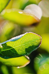 Image showing Morning dew drops on the leaves of plants, close-up 