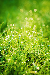 Image showing Drops of dew on the grass, lighted a morning light  