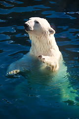 Image showing Polar bear