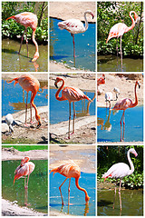 Image showing Flamingo