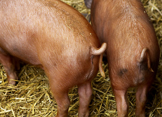 Image showing pig tails