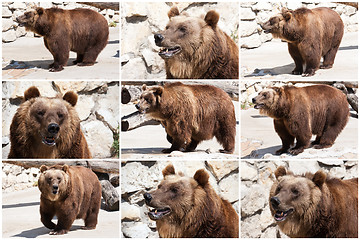 Image showing Bear