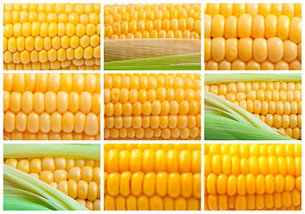 Image showing Corn