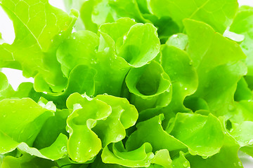 Image showing Lettuce