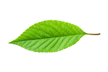 Image showing Green leaf