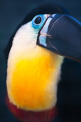 Image showing Toucan