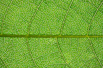 Image showing Green leaf