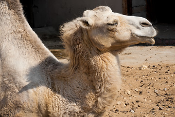 Image showing Camel