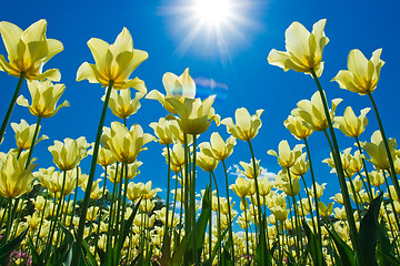 Image showing Tulip flowers