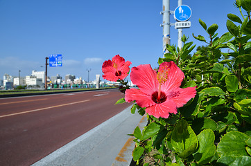 Image showing Hibiscus at road side