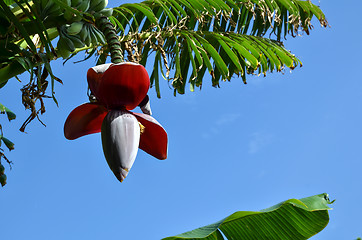 Image showing Banana flower