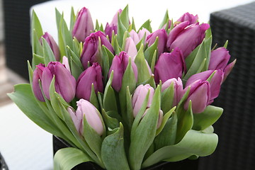 Image showing Tulips