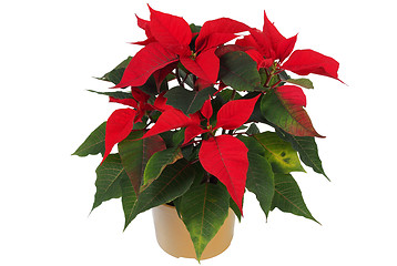 Image showing Christmas Star Flower, Poinsettia