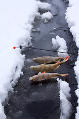 Image showing winter perch fishing leisure