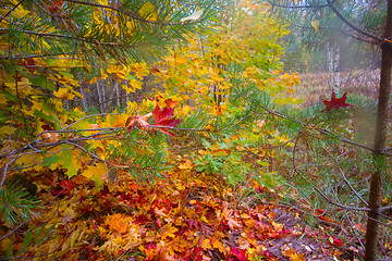 Image showing autumn season color