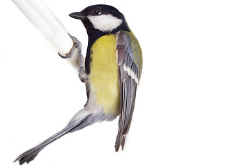 Image showing titmouse bird isolated on white