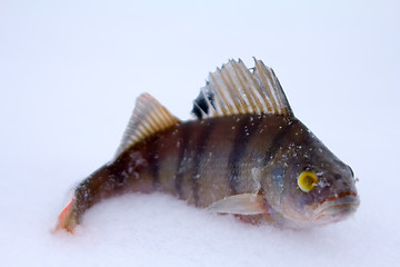 Image showing winter perch fishing leisure