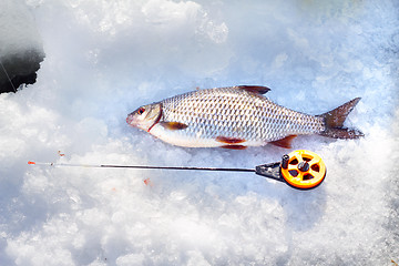 Image showing roach and ice  fishing