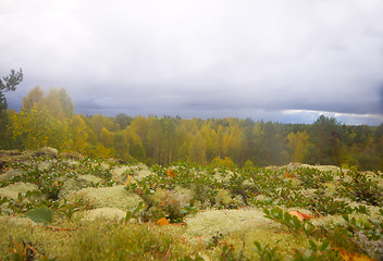 Image showing mountain autumn wood