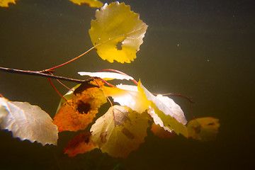 Image showing autumn underwater on the lake