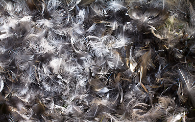 Image showing background from bright feathers