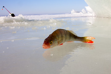 Image showing winter perch fishing leisure