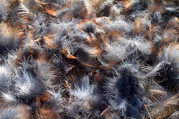Image showing background from bright feathers